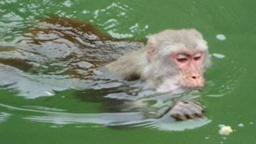 万泰娱乐：科学家都无法解释的水猴子，究竟是什么神秘生物？ 